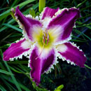 Spacecoast Jaws Daylily