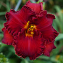 Spacecoast Blue Eyed Majesty Daylily