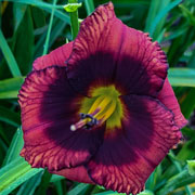 Spacecoast Little Redeemer Daylily