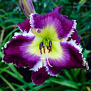 Spacecoast Midnight Bite Daylily