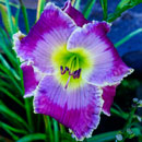 Spacecoast Moody Blues