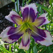 Spacecoast Narrow Escape Daylily