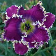 Spacecoast New World Vision Daylily