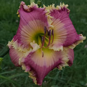 Spacecoast Royal Crown Daylily