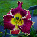 Spacecoast Sawfish Daylily