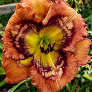 Spacecoast Shutter Flutter Daylily