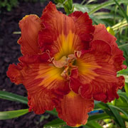 Spacecoast Sunset Strip Daylily