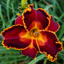 Spacecoast Tequila Sunrise  Daylily