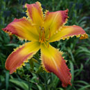Spacecoast Tiger Bite Daylily