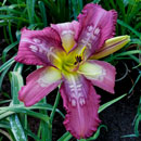 Spacecoast Time Warp Daylily