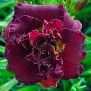 Spacecoast Twisted Mocha Daylily