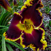 Spacecoast Vader's Saber Daylily