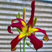 Spacecoast Wild Redhead Daylily