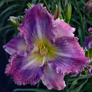 Spacecoast turbulent Skies Daylily