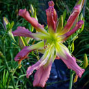 Spidewr Girl Daylily