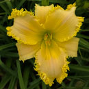 Heavenly Spinosaurus Daylily