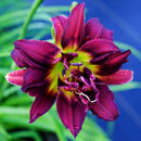 Spyro the Dragon Daylily