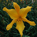 Star Boy Daylily