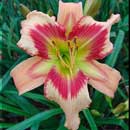 Static Shock Daylily 