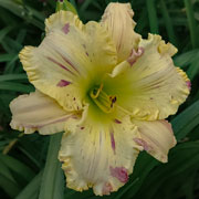 Storm Daylily