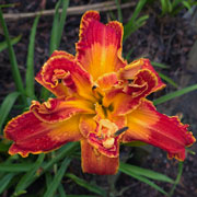 Storm Bringer Daylily