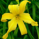 Sun Dazzle Daylily