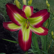 Superman Daylily