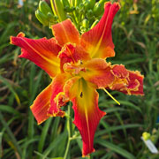 Tangerine Tangler Daylily