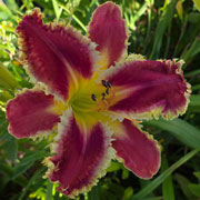 Tarzan Daylily