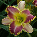 The Dentist Daylily