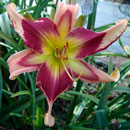 Thundercat Daylily