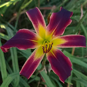 Thundercracker Daylily