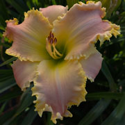 Thunderstrike Daylily