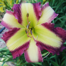 Time Stopper Daylily