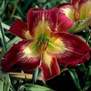 Time To Fly Daylily