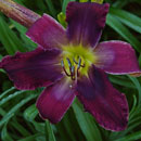 Toucan Sam Daylily