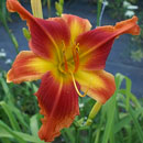 Transformer Daylily