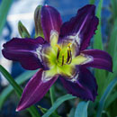 Twilight Woods Daylily