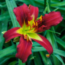 Two Headed Firedragon Daylily