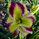 Tyrannosaurus Rex Daylily