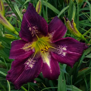 UFO Daylily