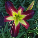 Ultra Magnus Daylily