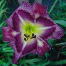 Upgrade Daylily