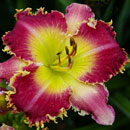 Vampire's Kiss Daylily