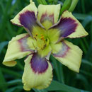 Viva Pinata Daylily