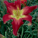 Volcanic Eruption Daylily