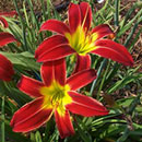 Wandering Wings  Daylily