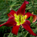 Wayne Felgar Daylily