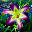 Well, Hello Beautiful  Daylily