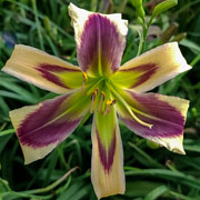 Wheeljack Daylily